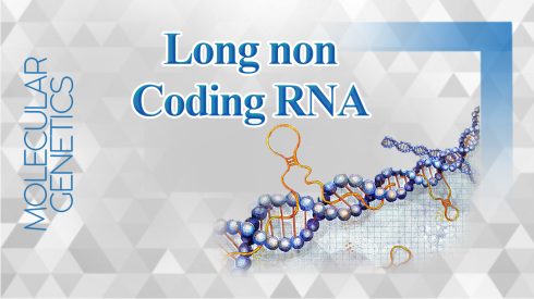 Long non Coding RNA