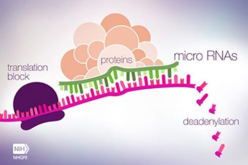 خاموشی ژن توسط micro RNA