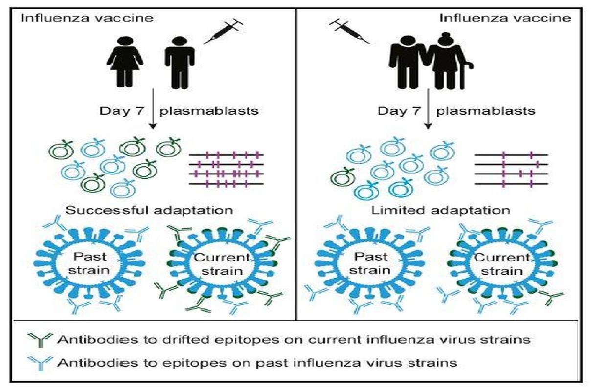 کمبود تنوع Ab