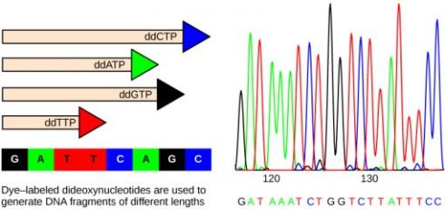 آنالیز Sanger Sequencing