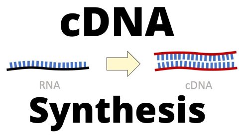 سنتز CDNA