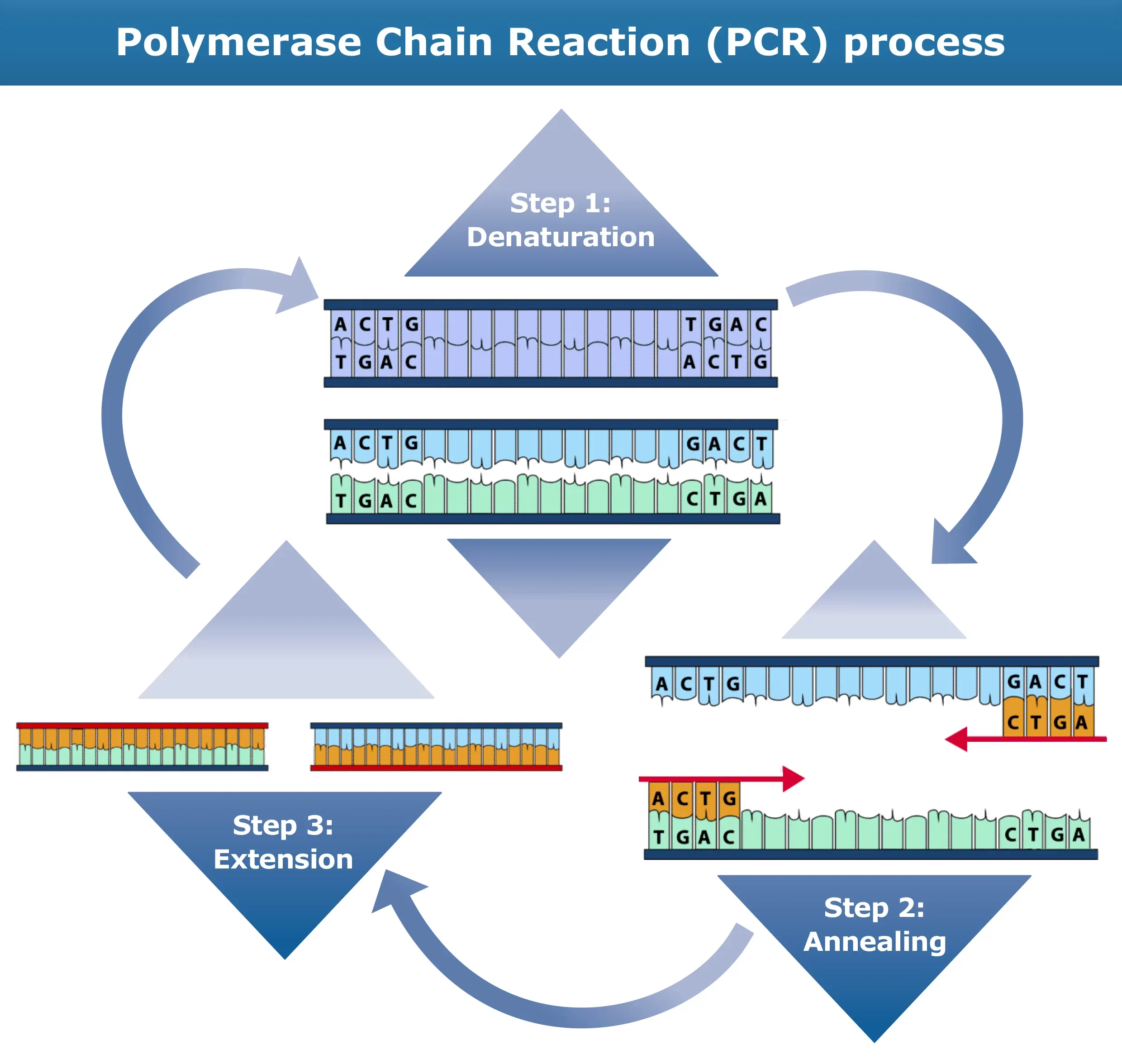 مراحل PCR
