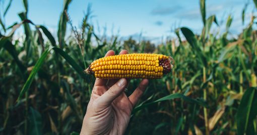 محصولات تراریخته (GMO)؛ خوب یا بد؟! قسمت اول