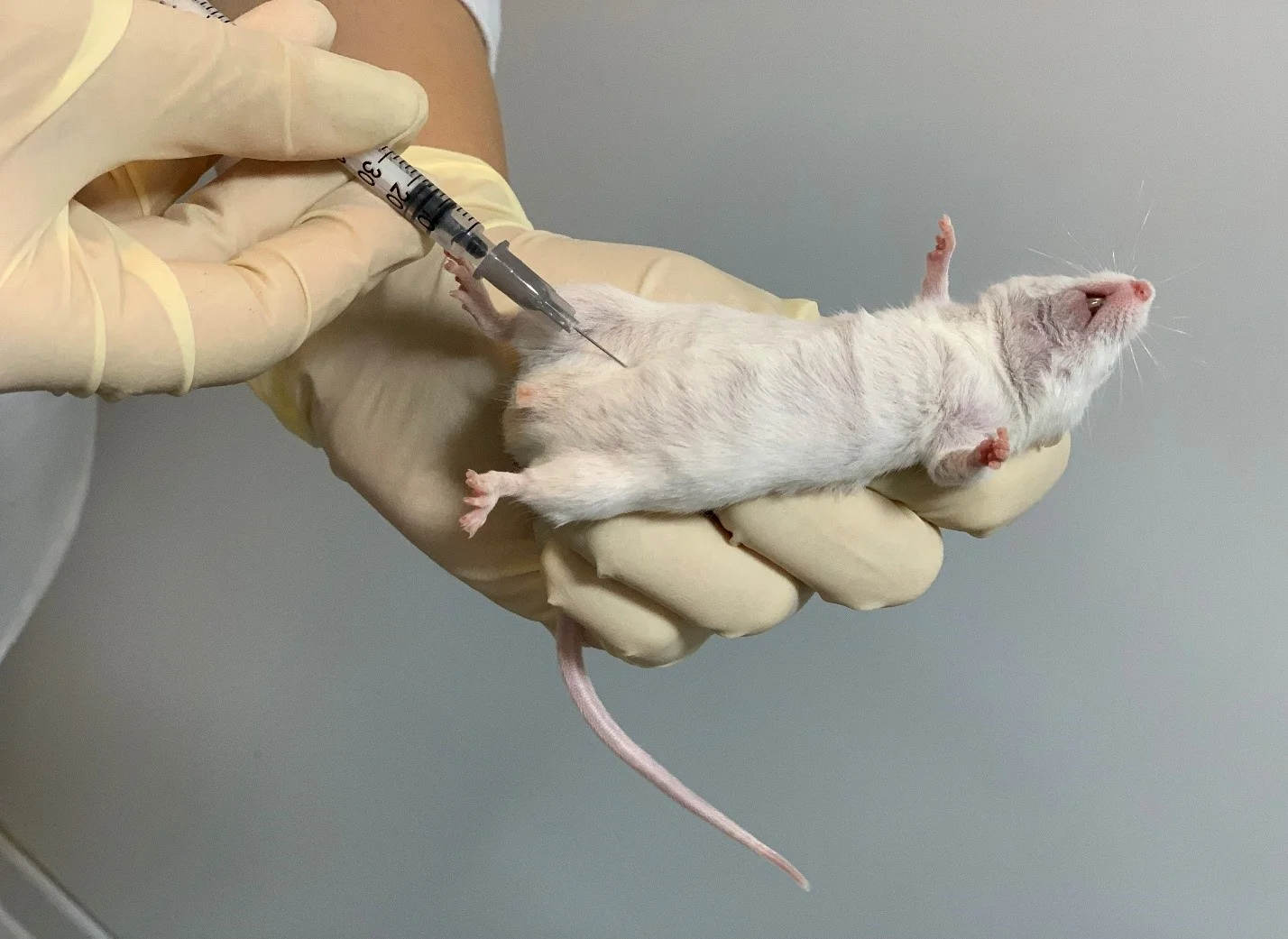 تزریق درون صفاقی (IP)