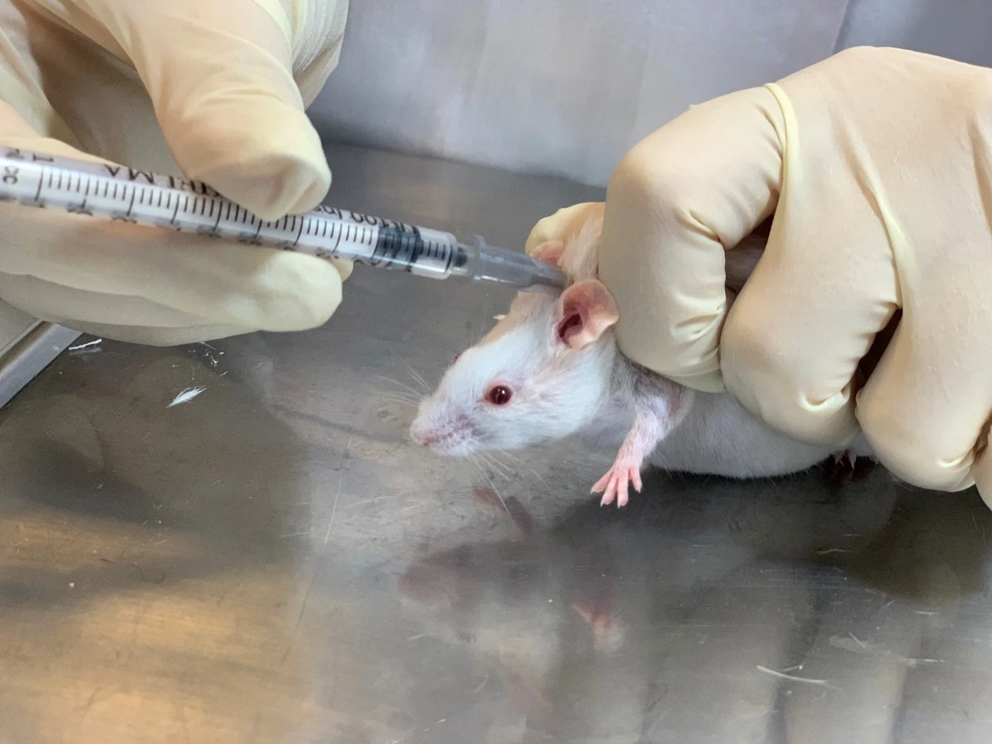 روش تزریق زیرجلدی در رت و موش