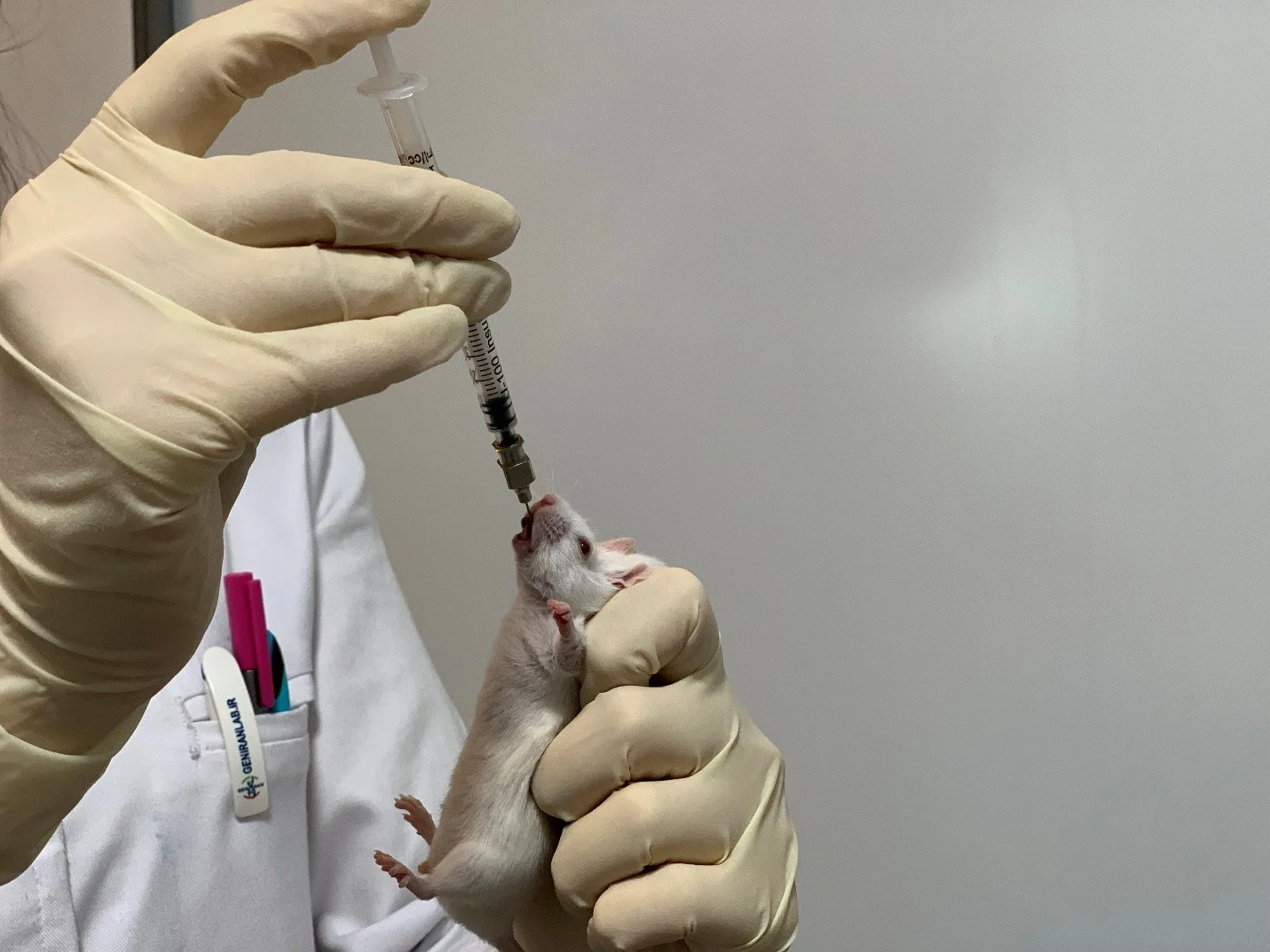 گاواژ در موش