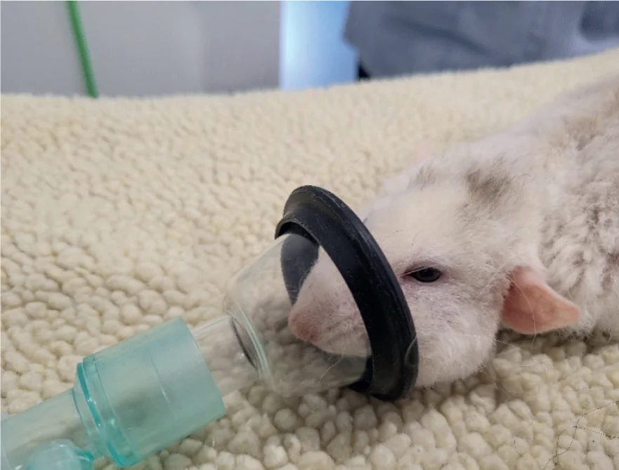 بیهوشی استنشاقی