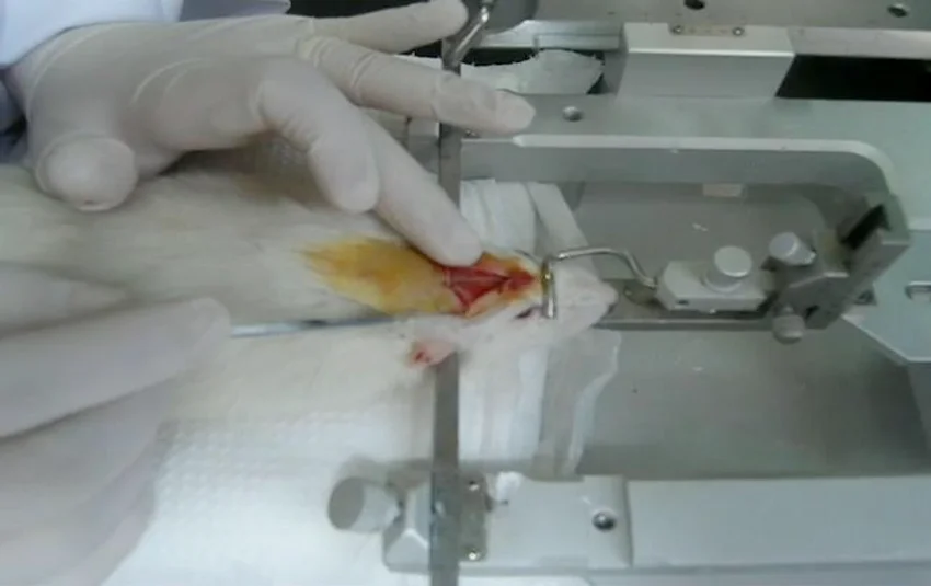 استریوتاکسیک