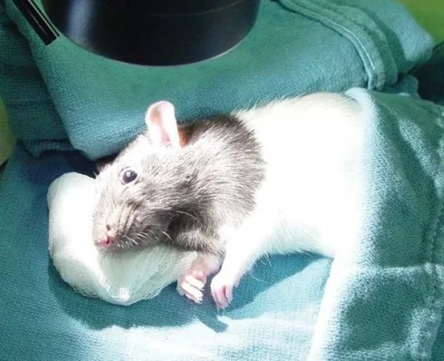 روش‌های بیهوشی و جراحی در موش‌های آزمایشگاهی و رت‌ها