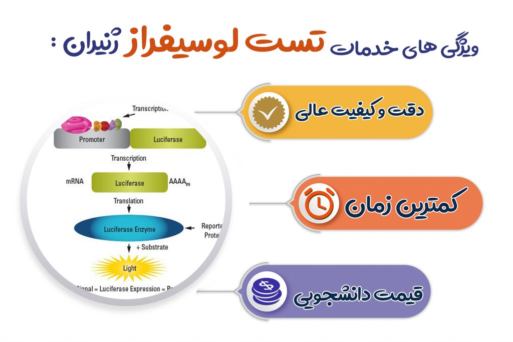 انجام تست لوسیفراز 
