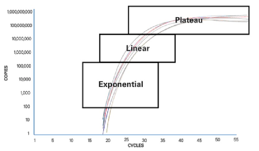 Real-Time PCR