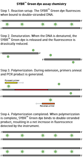 Real-Time PCR
