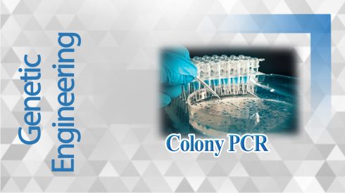 colony pcr