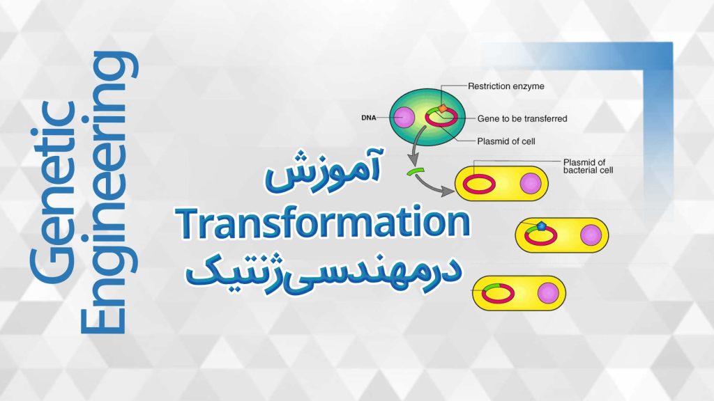 transformation
