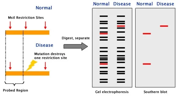 تکنیک RFLP در PCR