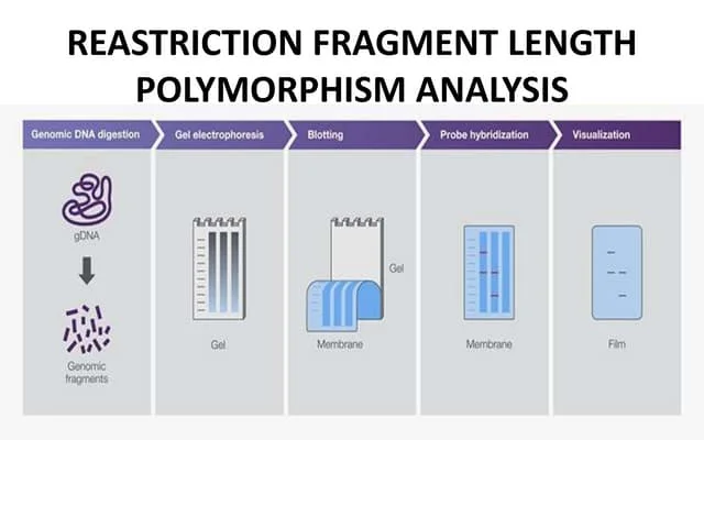 اصول تکنیک RFLP