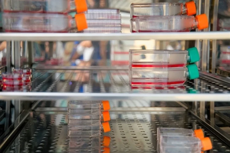 فلاسک کشت سلول در انکوباتور