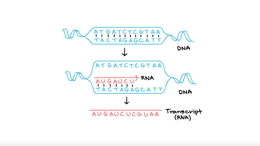 آموزش Transcription
