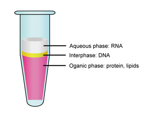 تکنیک استخراج RNA