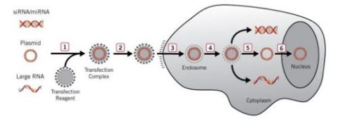 ترانسفکشن سلولی