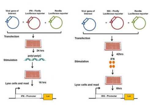 تکنیک تست لوسیفراز