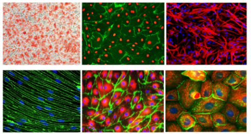 تکنیک استخراج سلول های اولیه
