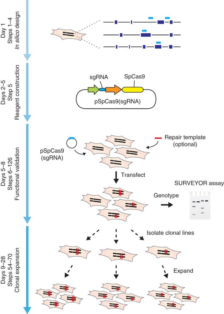 CRISPR-case9 چیست؟