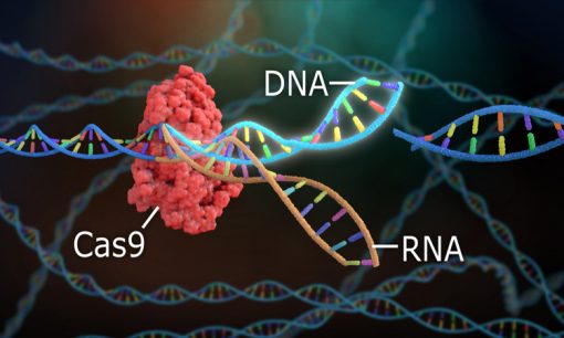 CRISPR-cas9 چیست؟