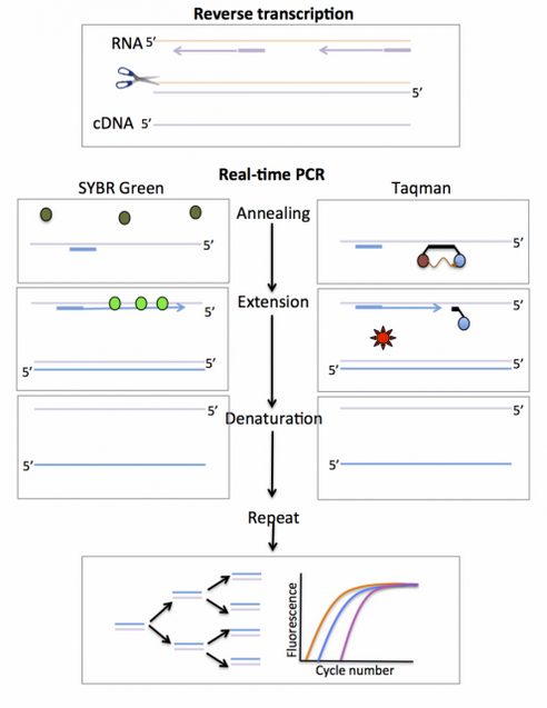 همه چیز درمورد Real time PCR