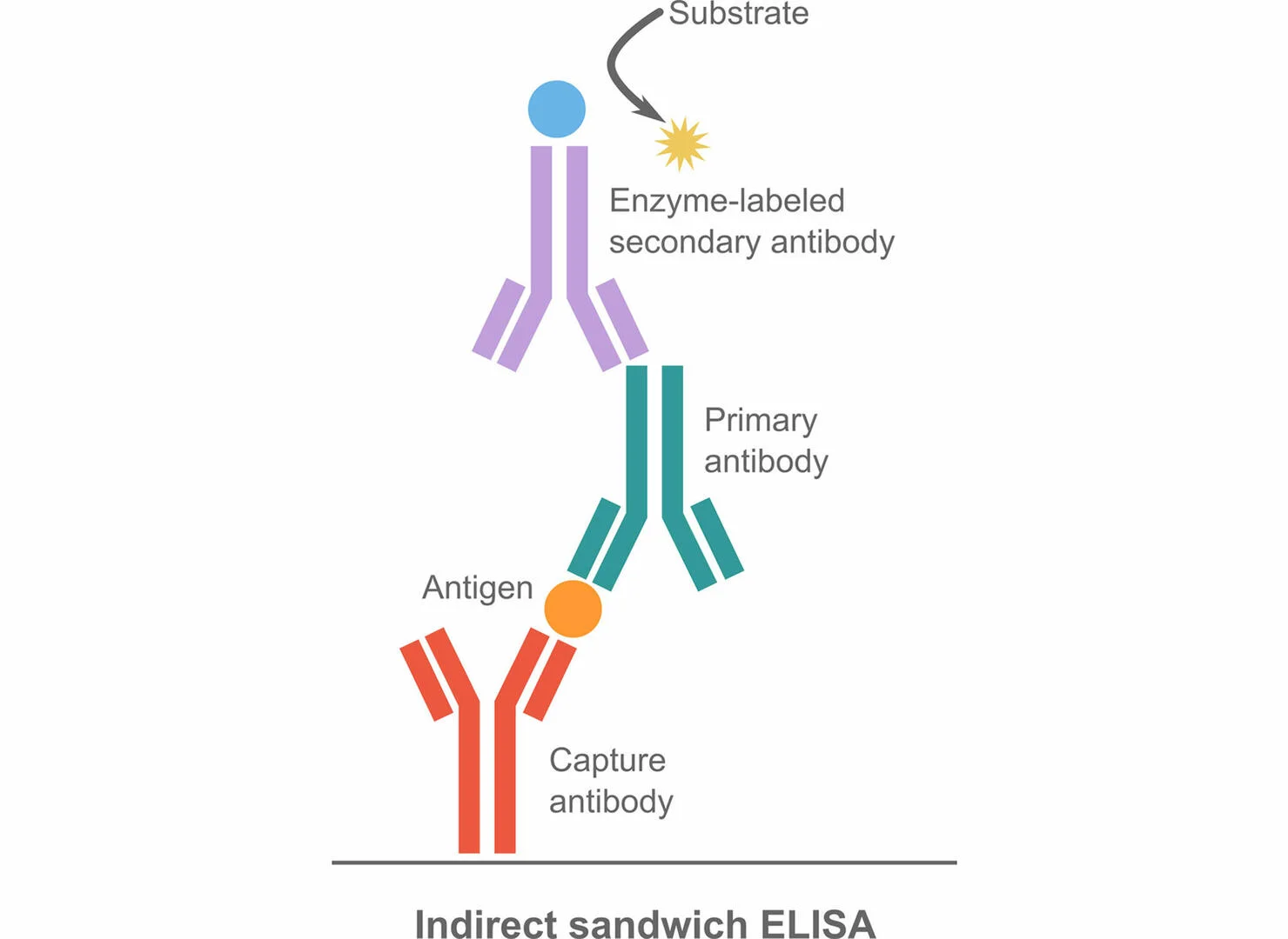تکنیک الایزا غیر مستقیم