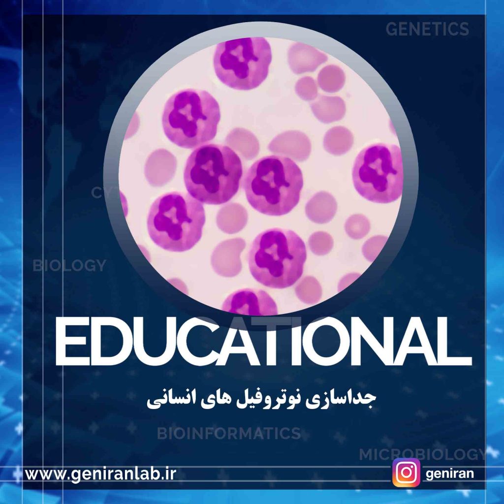 نوتروفیل