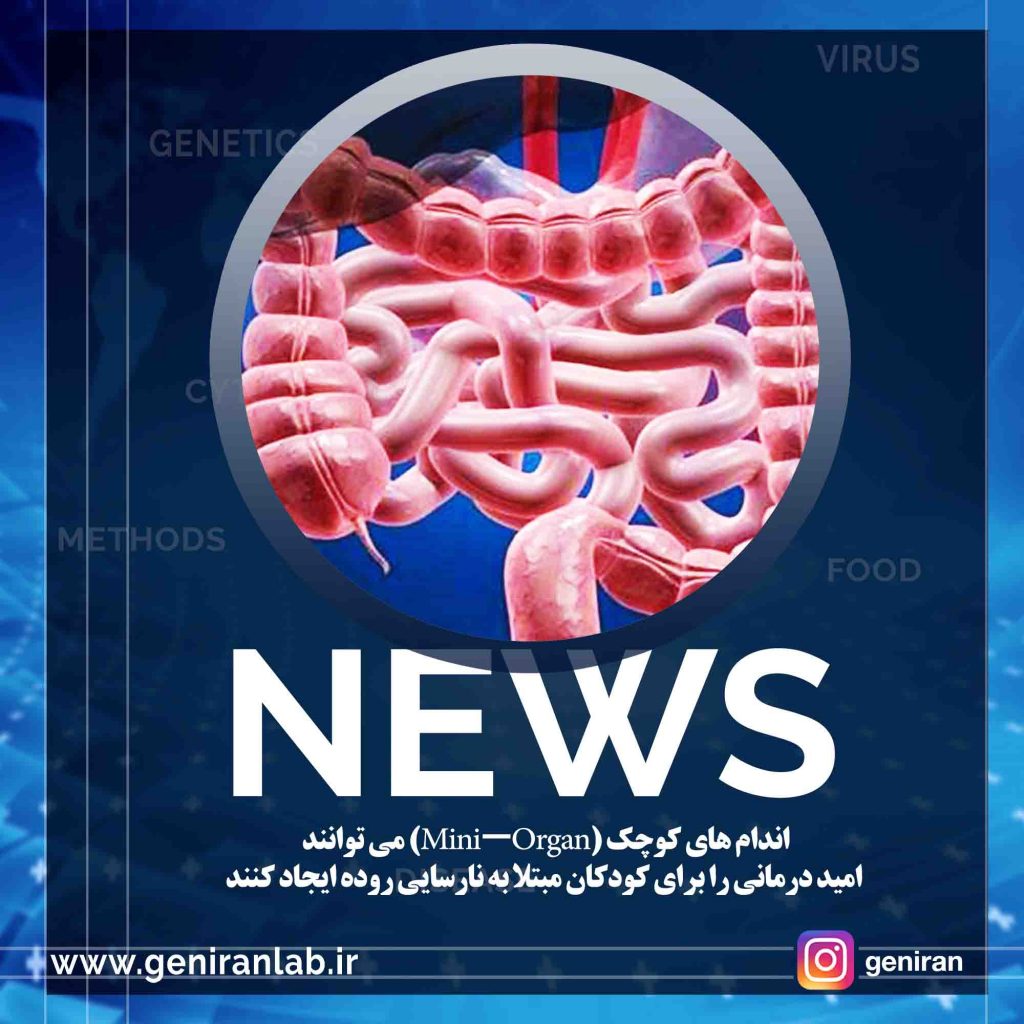 اندام های کوچک (Mini-Organ) می توانند امید درمانی را برای کودکان مبتلا به نارسایی روده ایجاد کنند