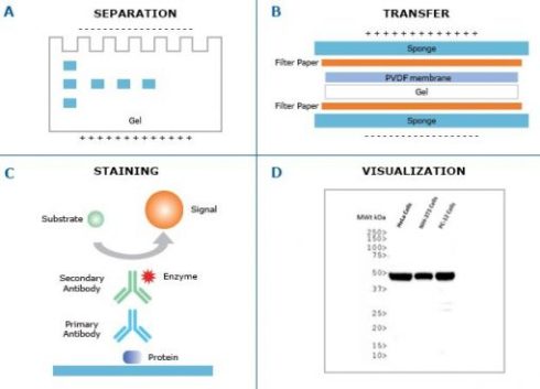 Immunoblotting