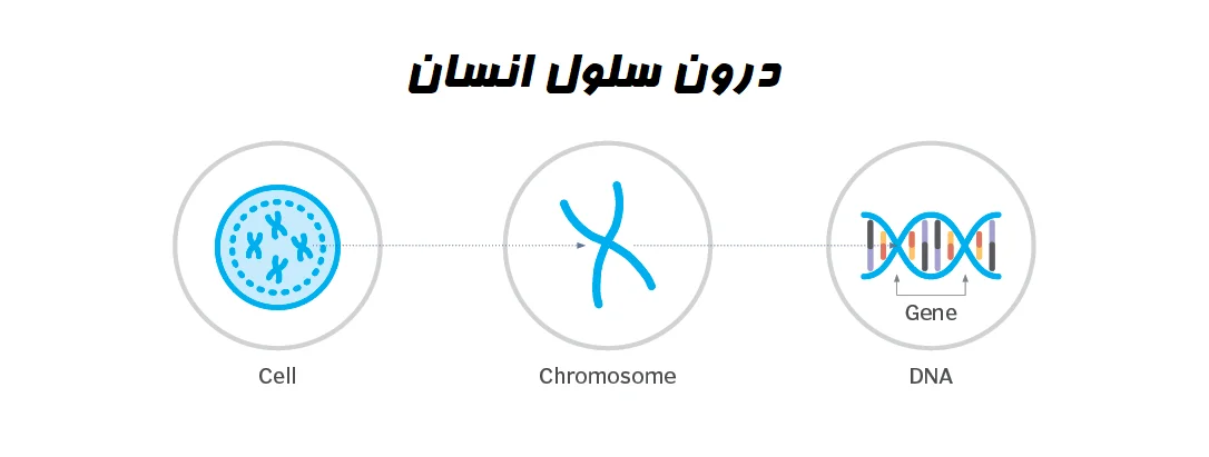 درون سلول انسان