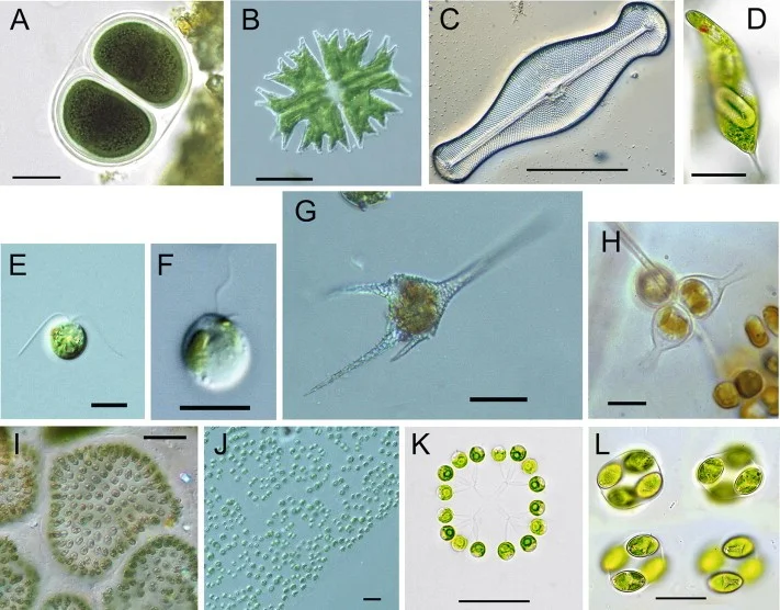 گونه های جلبک آبزی