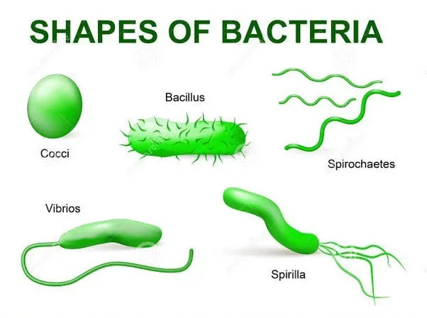 اشکال مختلف باکتری