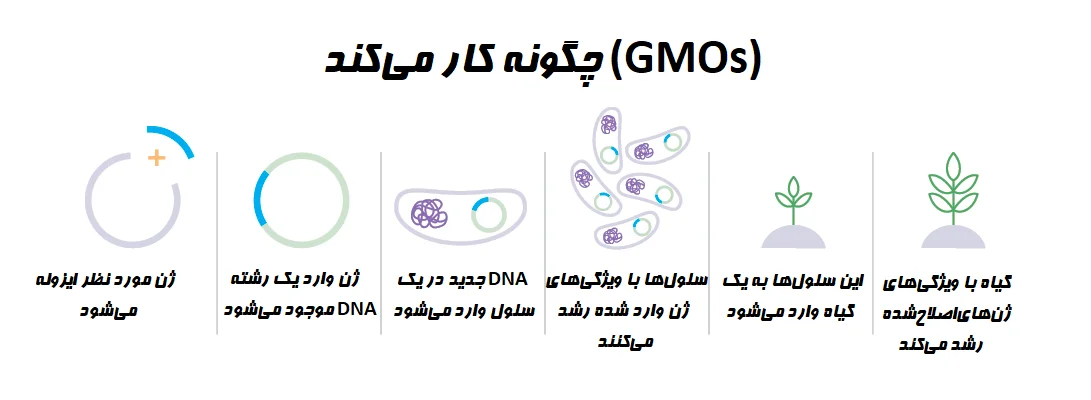 gmo