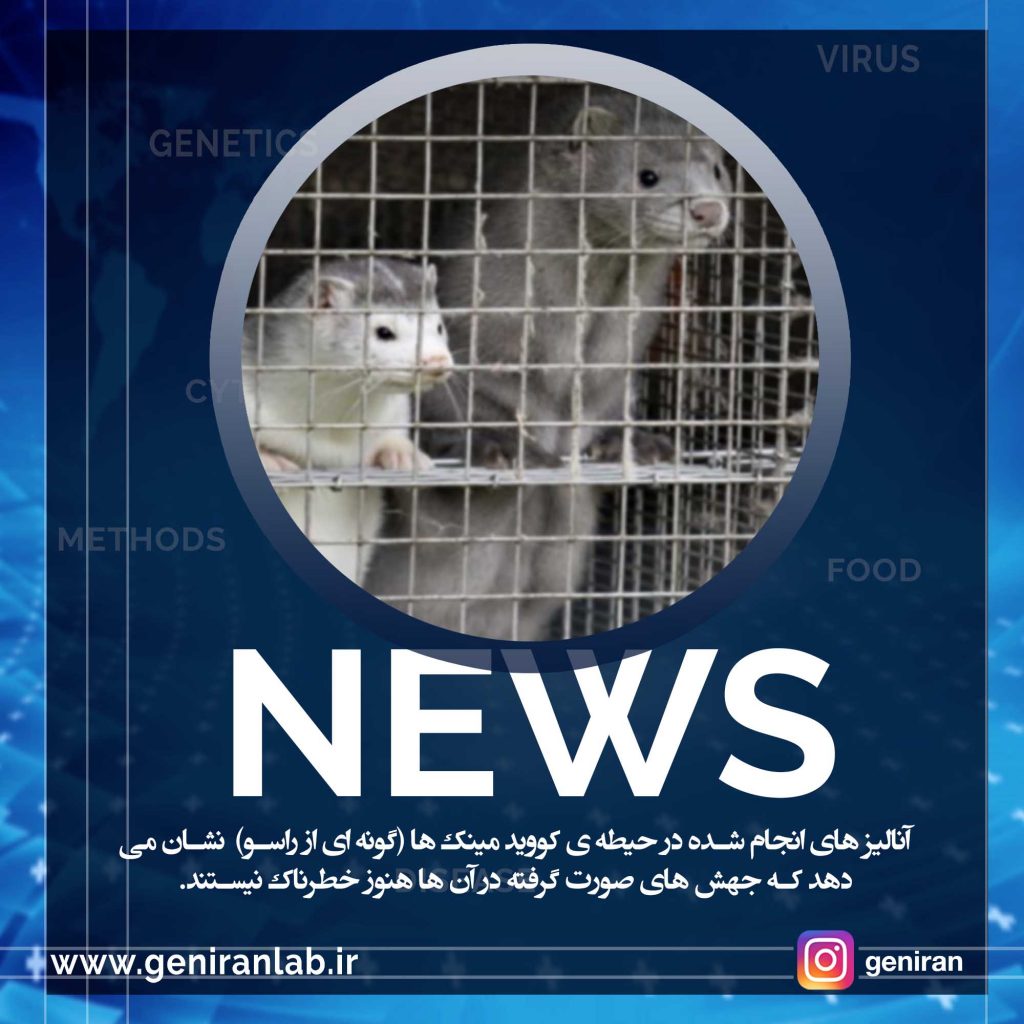 آنالیز های انجام شده در حیطه ی کووید مینک ها (گونه ای از راسو) COVID mink نشان می دهد که جهش های صورت گرفته در آن ها هنوز خطرناک نیستند.