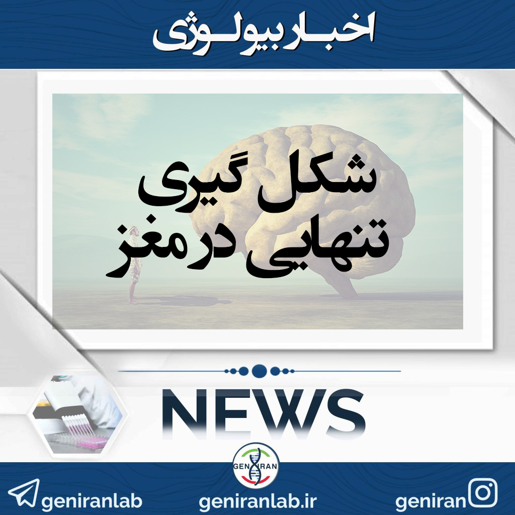 شکل گیری تنهایی در مغز