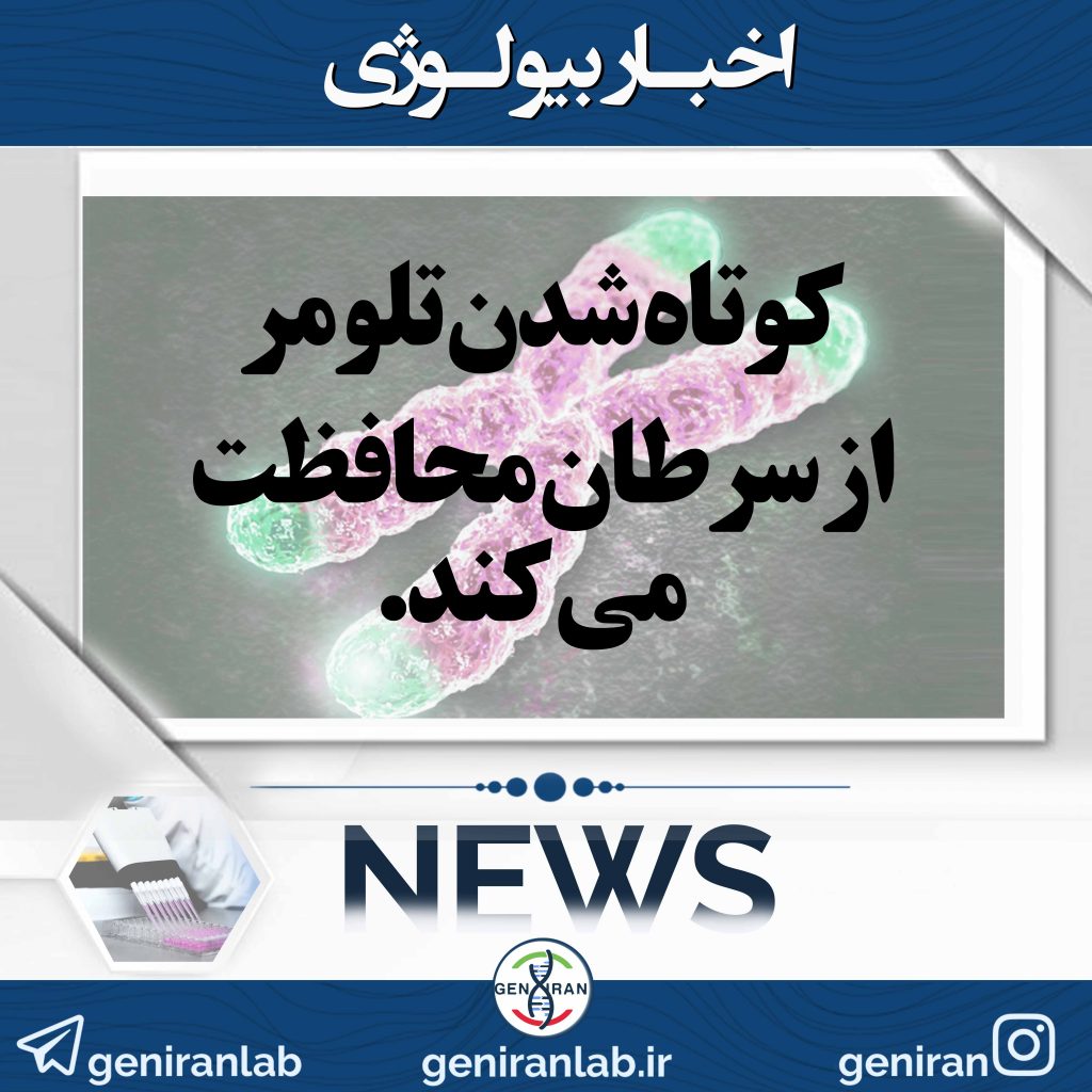 کوتاه شدن تلومر از سرطان محافظت می کند.