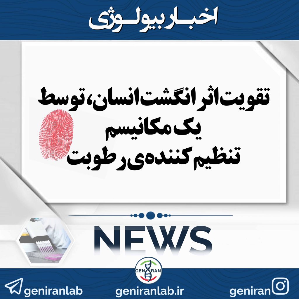 تقویت اثر انگشت انسان، توسط یک مکانیسم تنظیم کننده ی رطوبت
