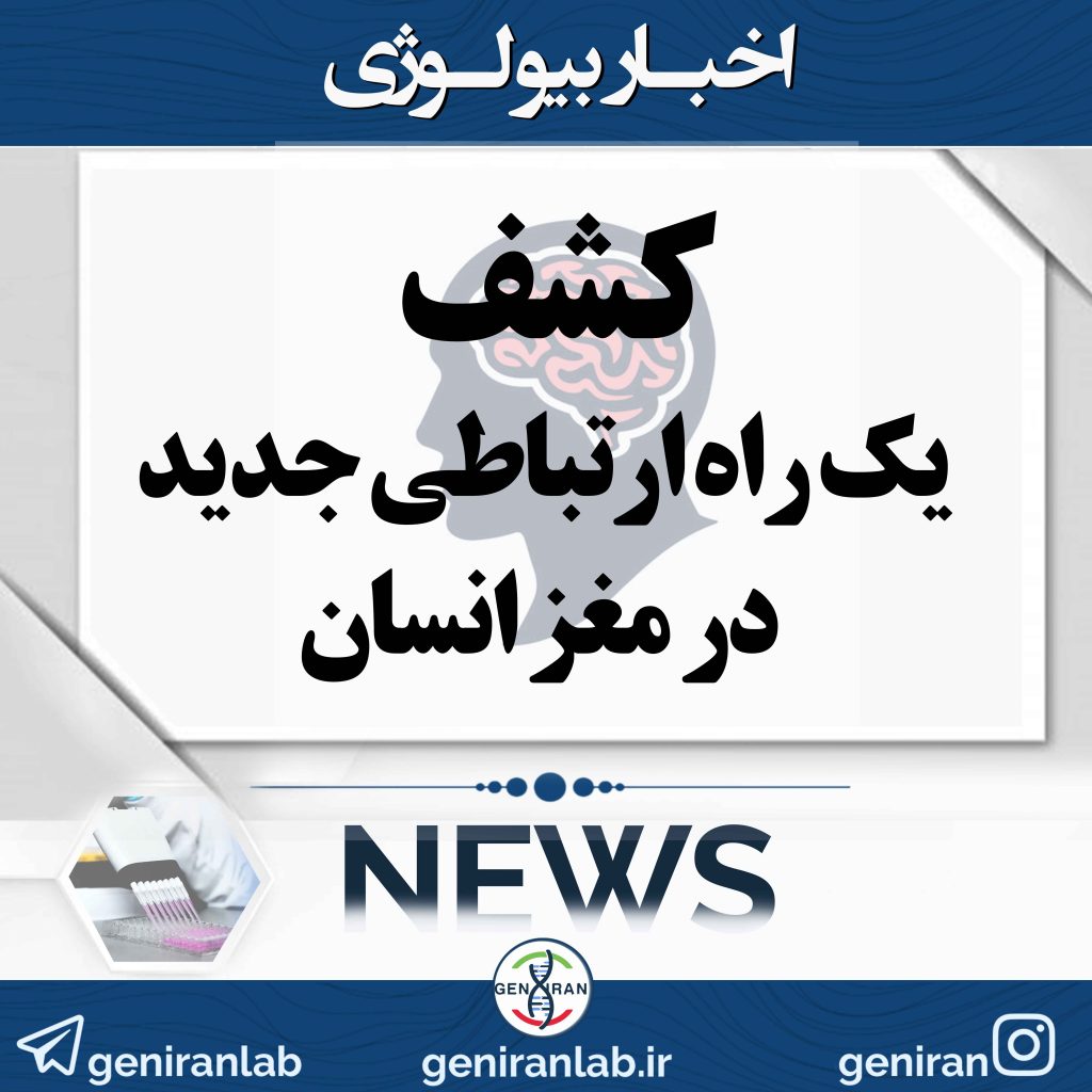 کشف یک راه ارتباطی جدید در مغز انسان