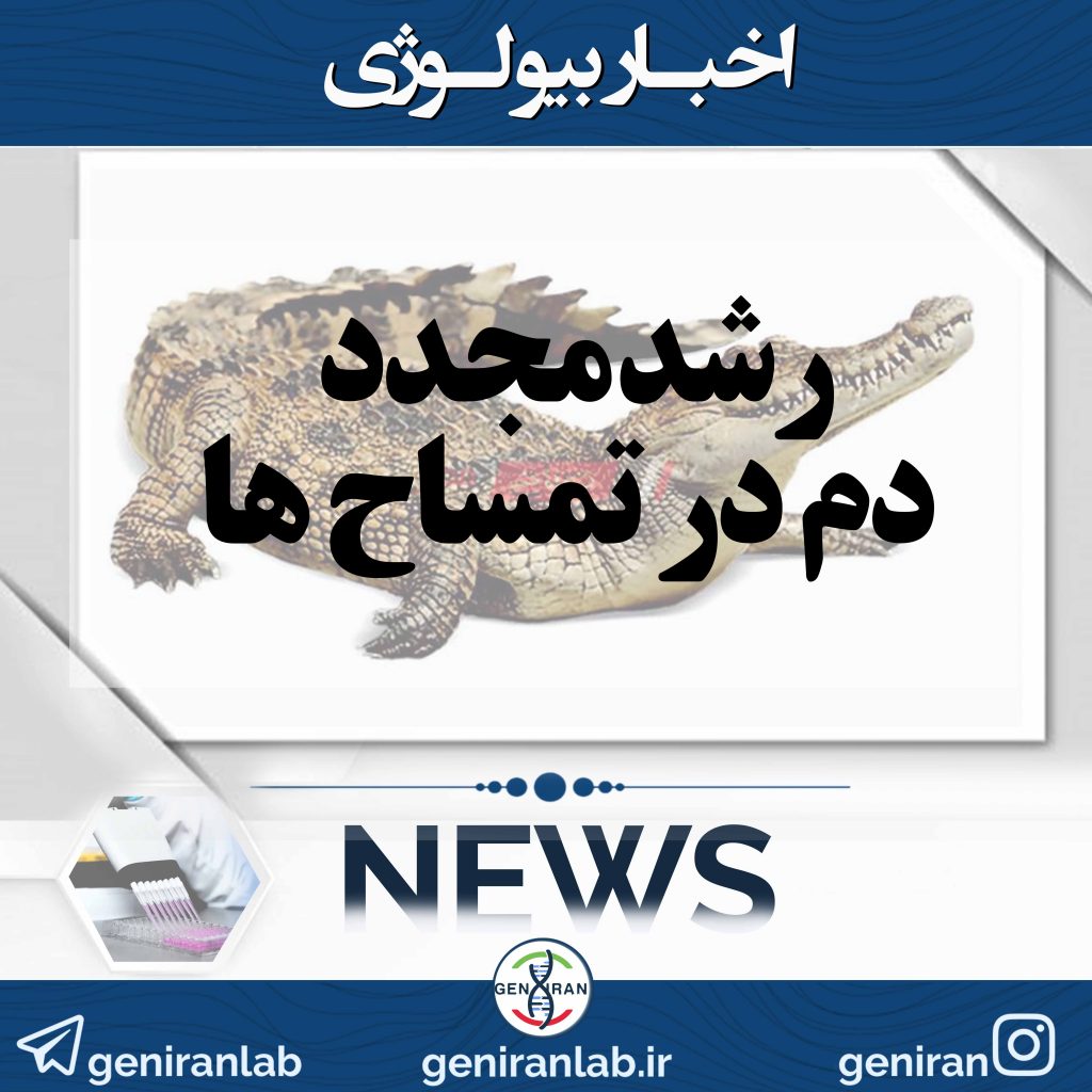 رشد مجدد دم در تمساح ها
