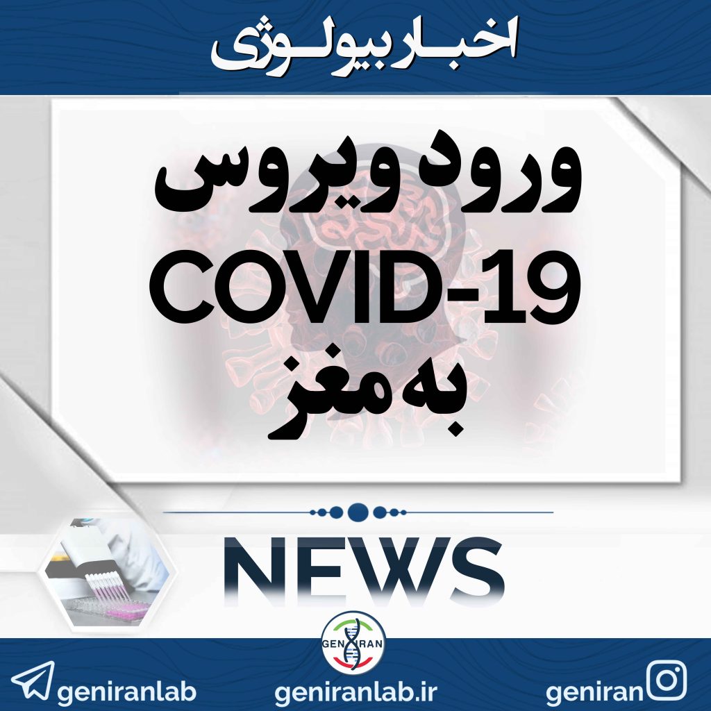 ورود ویروس COVID-19 به مغز