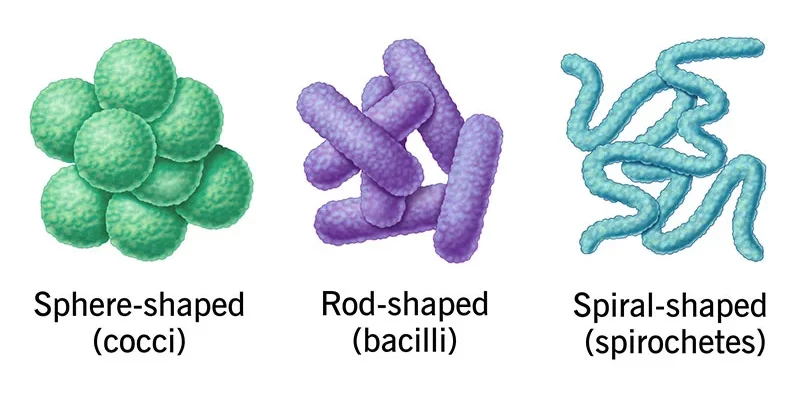 انواع شکل‌های باکتری
