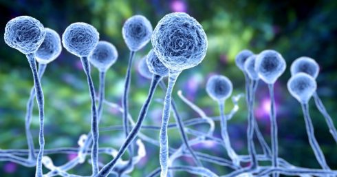 میکروب قارچ ها