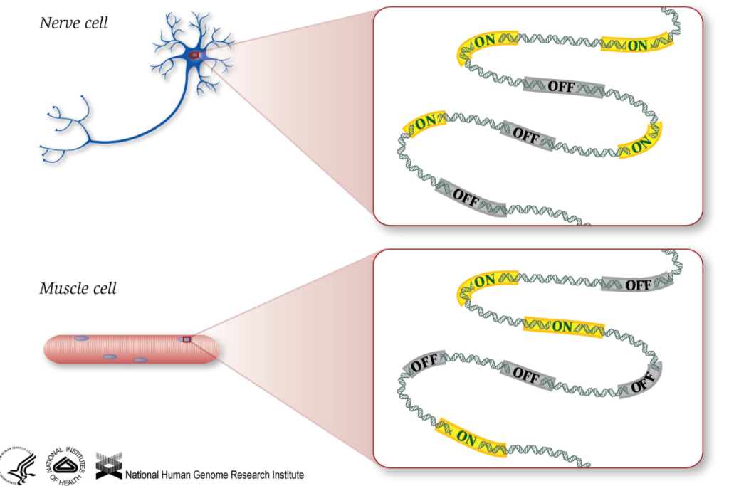 RNA seq در بیوانفورماتیک