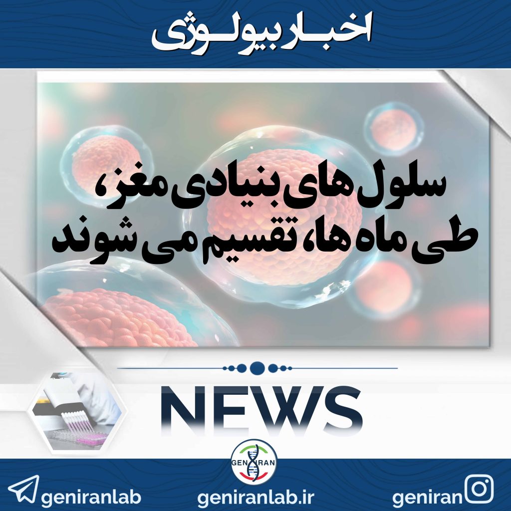سلول های بنیادی مغز، طی ماه ها، تقسیم می شوند