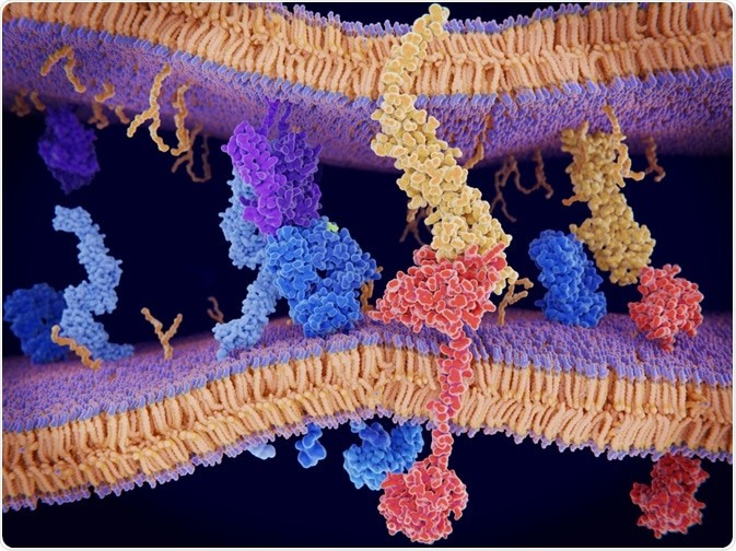 Mechanobiology چیست؟