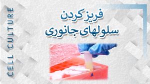 فریز کردن سلول های جانوری